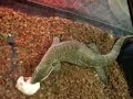 necessary bloodshed  reptile feeding 