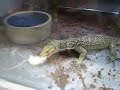necessary bloodshed  reptile feeding 