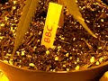 This is my grow room. Inside there are 3 Big Buddha Cheese cloans a friend gave me off his beautiful mother plant and 1 Pure Powerplant from feminised seed all at 30 days into flowering. As you can see the PPP is flowering much faster then the BBC. PPP strain is from Dutch Passion seed company and the BBC is from Green house seeds both found in Holland. You can see i cropped the top of the Powerplant at a young age to get three tops. Now i need to tie the stalks together at the bottom of the plant as there starting to fall over. I use a 400w MH bulb for veg stage(4 weeks) and a 400w HPS Son-argo bulb for flowering(8-10 weeks) with organic peat free compost with a mix of peralite,chicken manure and some bone meal. I use BioBizz nutrients for feeding. Co2 levels and air curculation is kept stable with one 8