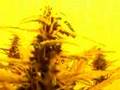 Pure Power Plant and Big Buddha chesse (grow room 30 days)