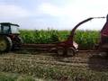 chopping corn silage