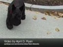 El perro de Bush muerde a un periodista mientras paseaba por la Casa Blanca
