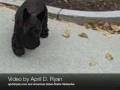 videos de El perro de Bush muerde a un periodista mientras paseaba por la Casa Blanca
