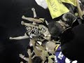 Italian Super Bowl 2008 - Lions