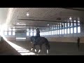 Trooper - 2000 CWHBA gelding, 17.1 hh