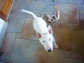 Bull Terrier 5 meses