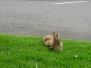 Kelowna Rabbits 1