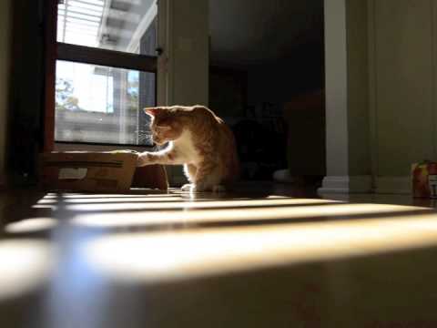 City the Kitty and the spinach leaf