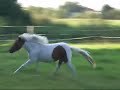 Ponys 2007
