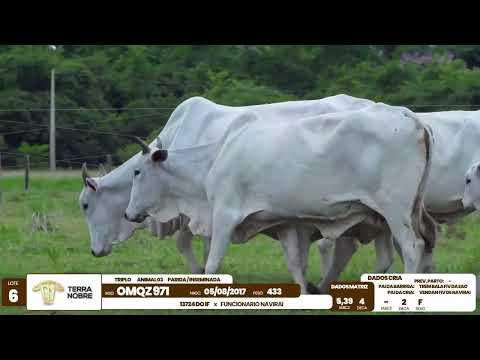 1� De Olho na Fazenda - Terra Nobre