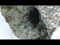 De caracoles y erizos de mar