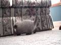 Himalayan Kitten Has A Ball