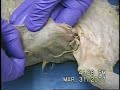 Cat Dissection Pectoral Muscles