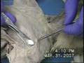 Cat Dissection Pectoral Muscles