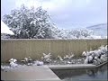 1987, Real snow in Tucson 1987, Real snow in Tucson