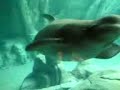 Beluga white whale Beluga white whale