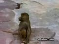 El Luisma de comentador batista vs undertaker