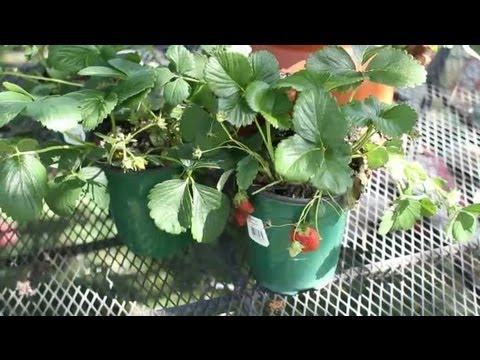 how to fertilize strawberry beds