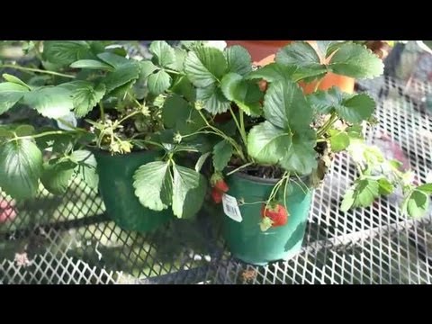 how to transplant everbearing strawberries