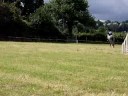 April + Chinock Marguerite Lodge Event Showjumping Aug 08