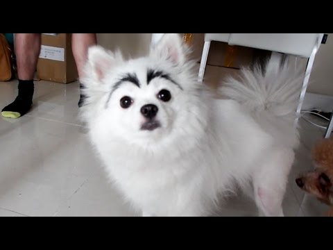DOG WITH EYEBROWS