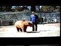 fatal bear attack