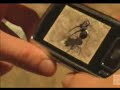 Ant Fight Club - Samsung