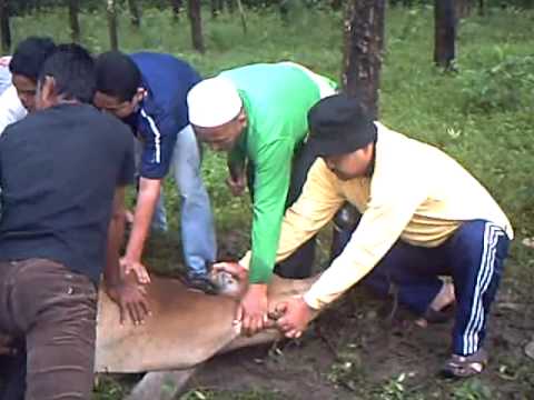 sembelih lembu -