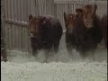 MC Quantock Bull Sale 2008 - Chapter 04 - Super Guppies