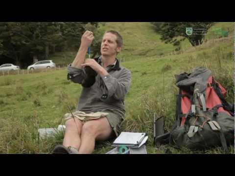 Kiwi (people) - Pete Graham from the Department of Conservation is part of the team monitoring kiwi around Whangarei. Pete has been educating people in Purua near Whangarei ...