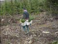 treeplanting,in,Quebec