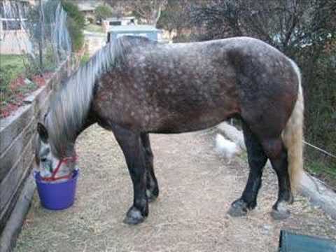 Bastion - Percheron Gelding