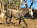 Bastion - Percheron Gelding