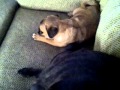 OUR BABYGIRL IS NAMED! PUGGIES FTW!!! :)