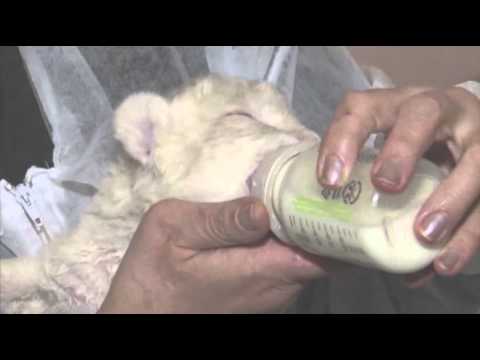Raw: Four Rare White Lions Born in Tbilisi Zoo