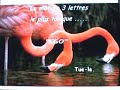 ANIMAUX ANIMAUX