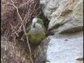 Quaker, Monk, or Cliff Parakeets in Bolivia
