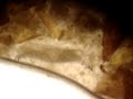 larva parasitos caninos