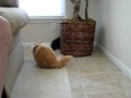 Beau and Coty.avi
