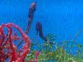seahorses
