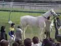 Yukichan - White Thoroughbred