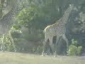 AFRICAM
