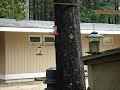 Hummingbird Attacks! Hummingbird Attacks!