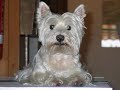 My amazing Dog Lola in a videostory