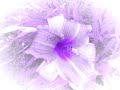 Click here to watch this video Image Collection Nature