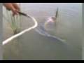 videos de el ñarro de quinto de ebro