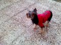 chipie-et-conny-sur-la-terrasse-toute-neuve.html