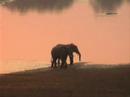 Olifanten bij de Luangwa River