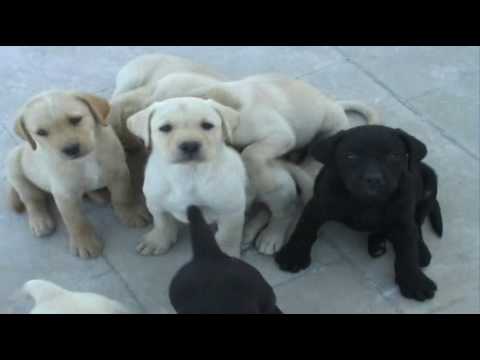 Labrador Puppies