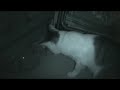 Hrabianka